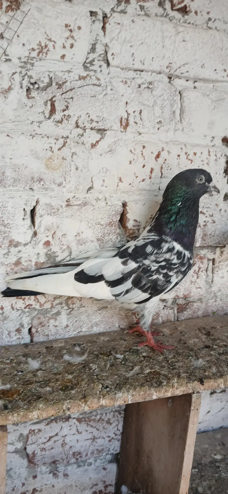 Pure Ferozpuri Male — photo 3