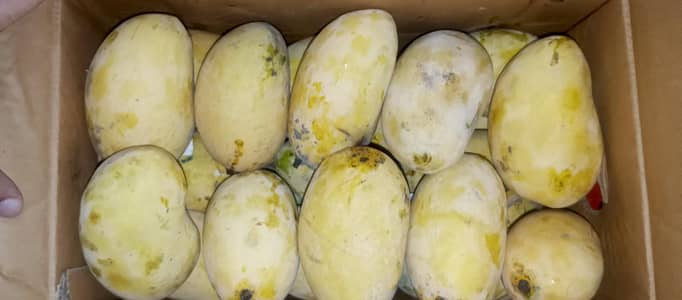 Mossmi chaunsa Mango