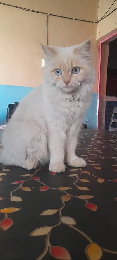 tripple coated white persian cat with blue eyes