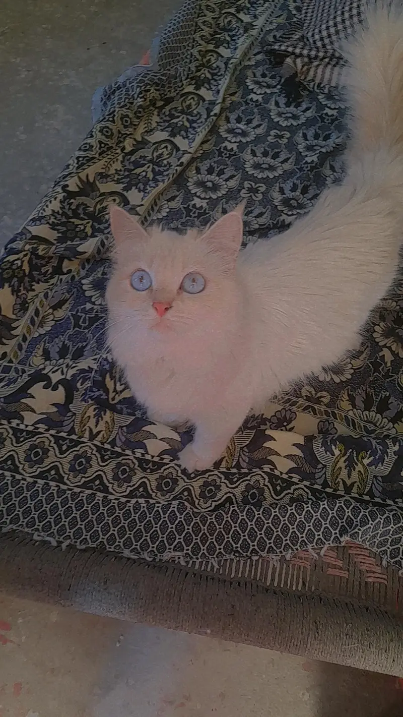 tripple coated white persian cat with blue eyes — photo 2