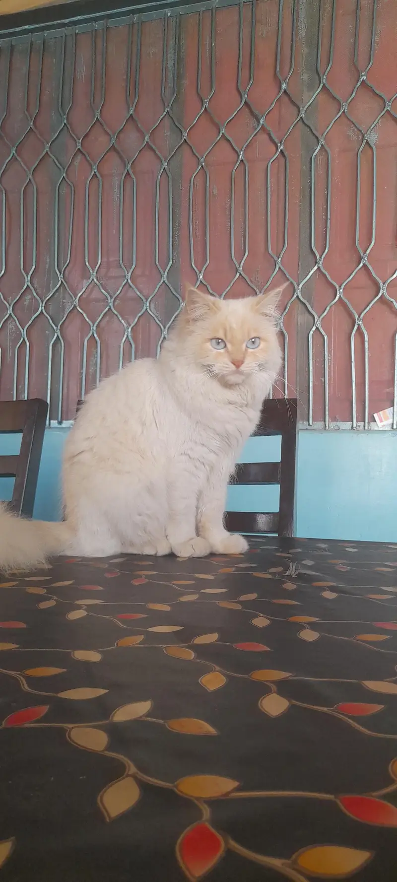 tripple coated white persian cat with blue eyes — photo 3