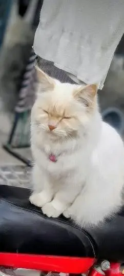 tripple coated white persian cat with blue eyes — photo 4