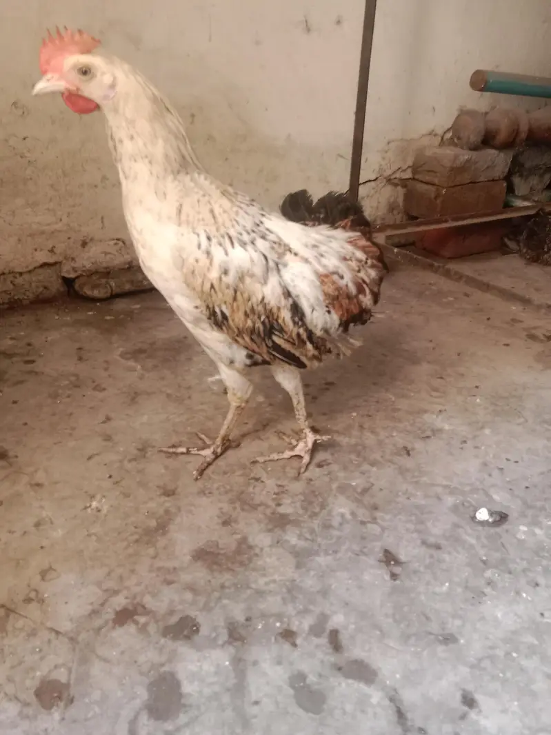 6×300=1800 . number 03330031118 for contact — photo 3