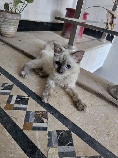 Kitten vaccinated