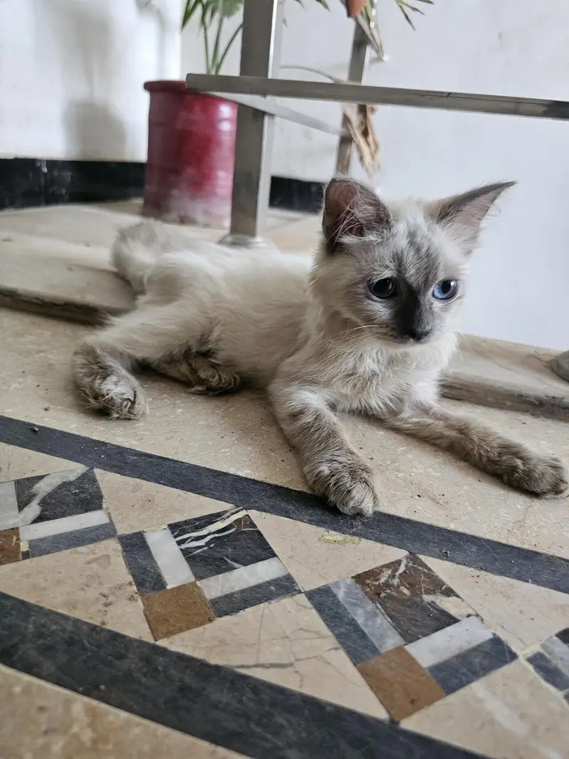 Kitten vaccinated — photo 2