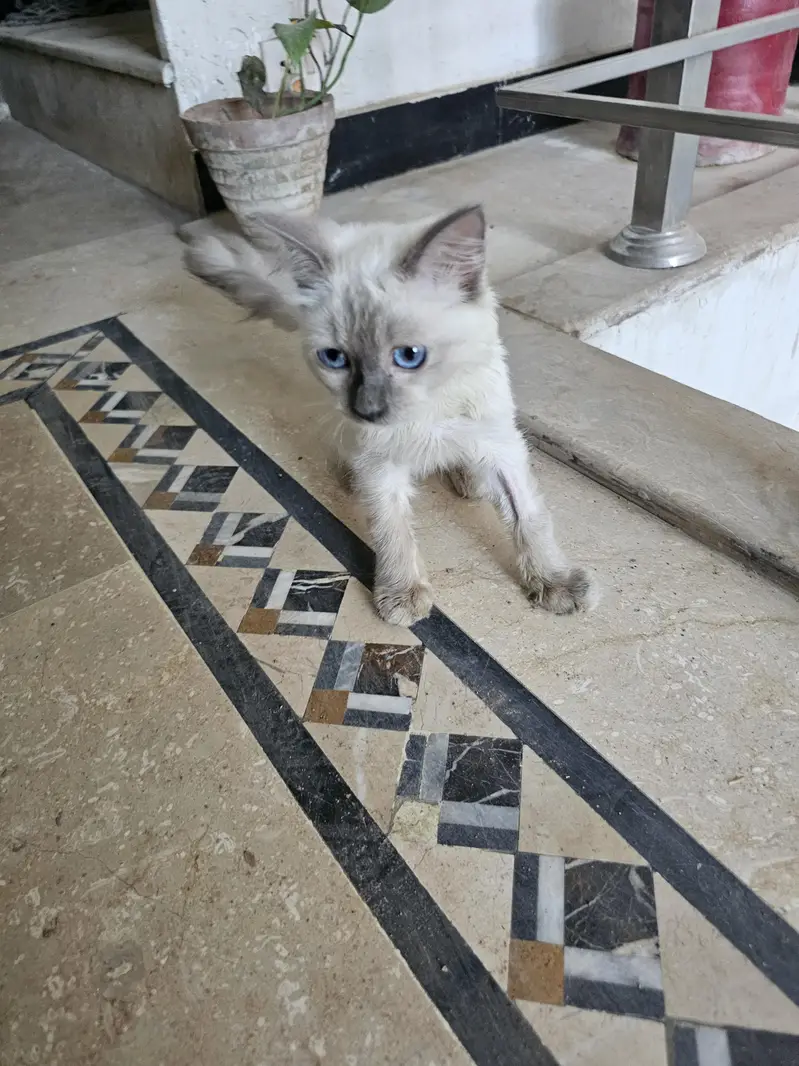 Kitten vaccinated — photo 3