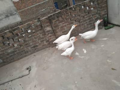 Ducks/Gooz