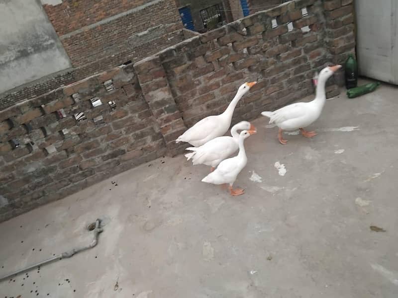 Ducks/Gooz 0