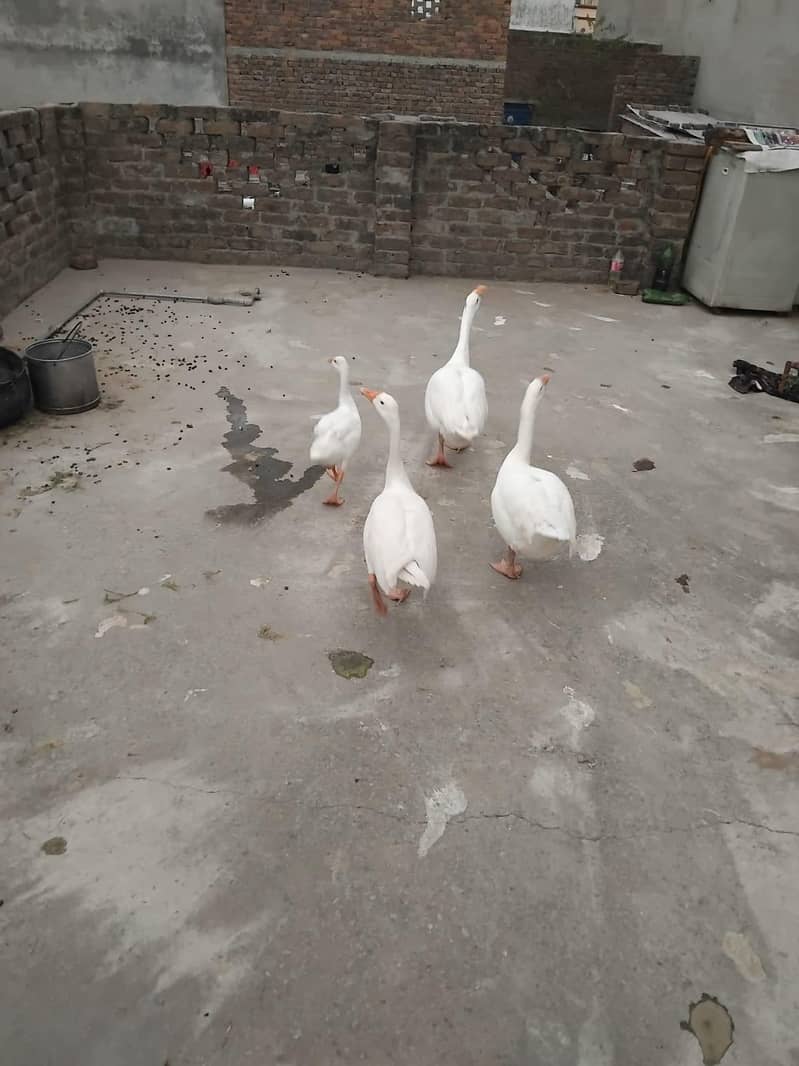 Ducks/Gooz 1