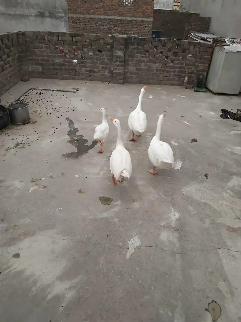 Ducks/Gooz — photo 2