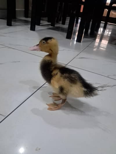 Duck chicks Pair Available #cute #lovely