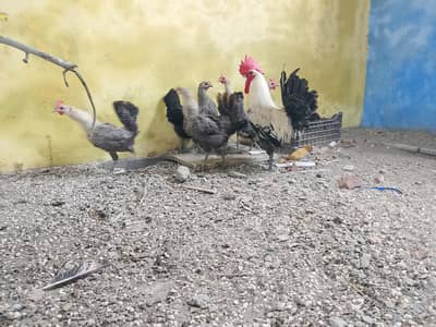 Pure misri hens fayoumi breed