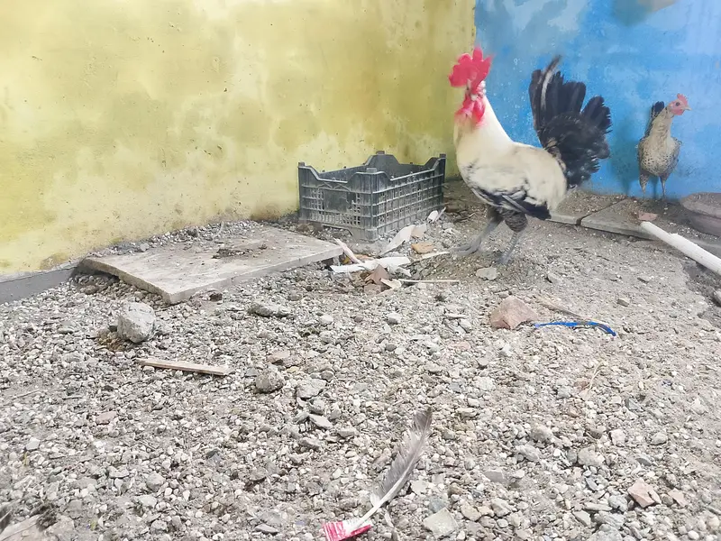 Pure misri hens fayoumi breed — photo 2