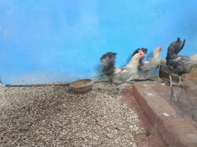 Pure misri hens fayoumi breed — photo 3