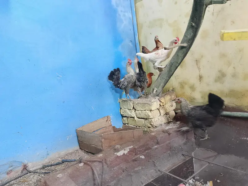 Pure misri hens fayoumi breed — photo 4