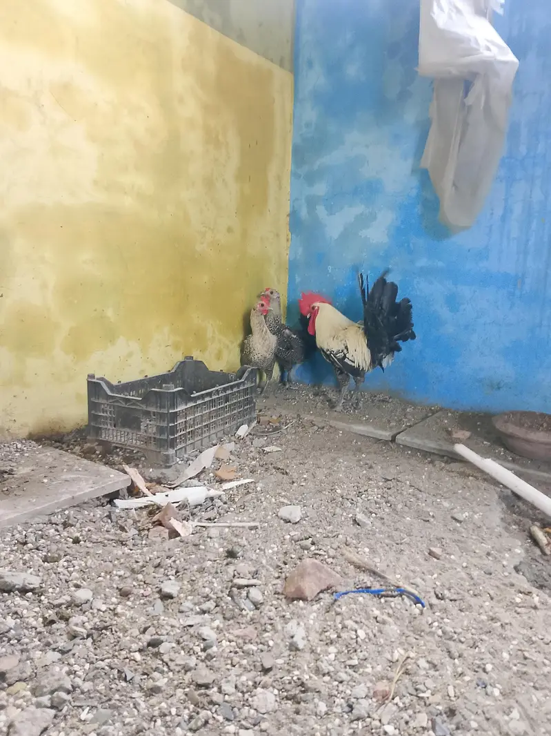 Pure misri hens fayoumi breed — photo 5