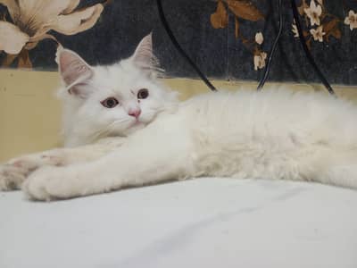 Persian beautiful kitten