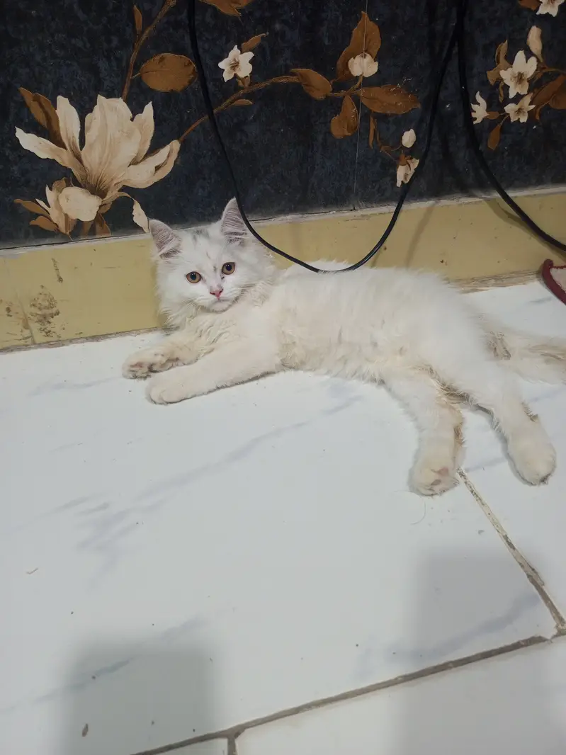 Persian beautiful kitten — photo 2