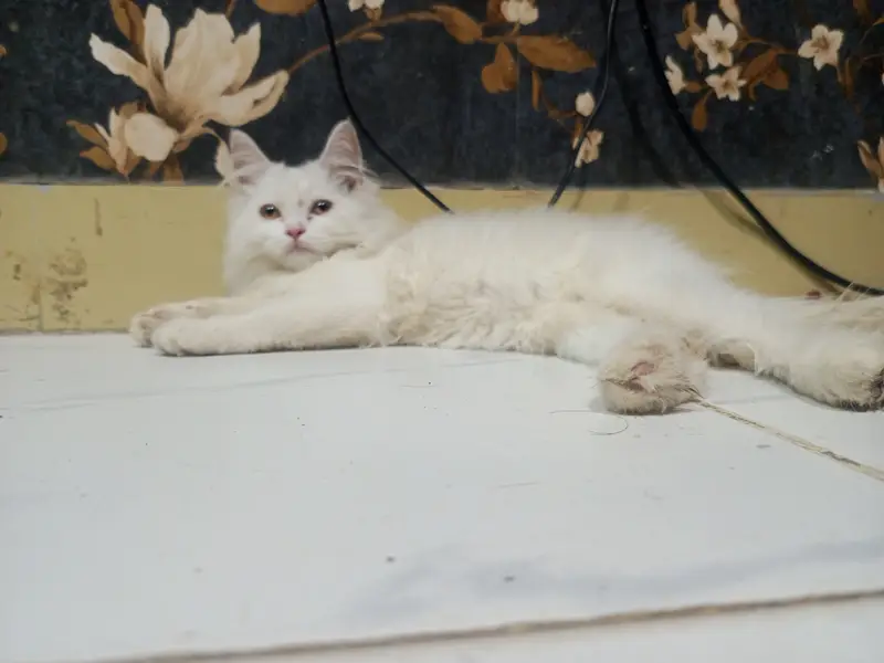 Persian beautiful kitten — photo 3