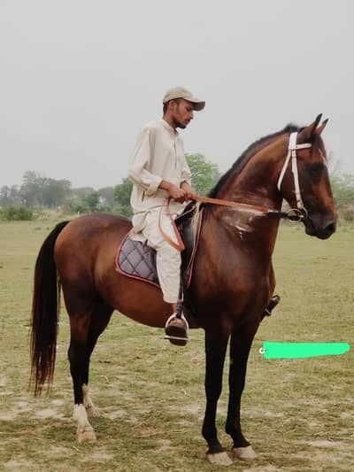 Desi nezabaz ghora / hourses / ghora / Desi hourse for sale