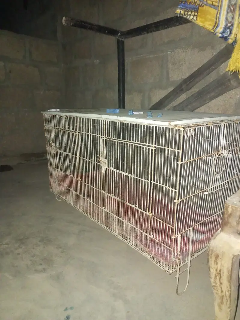 Bird cage for sale
