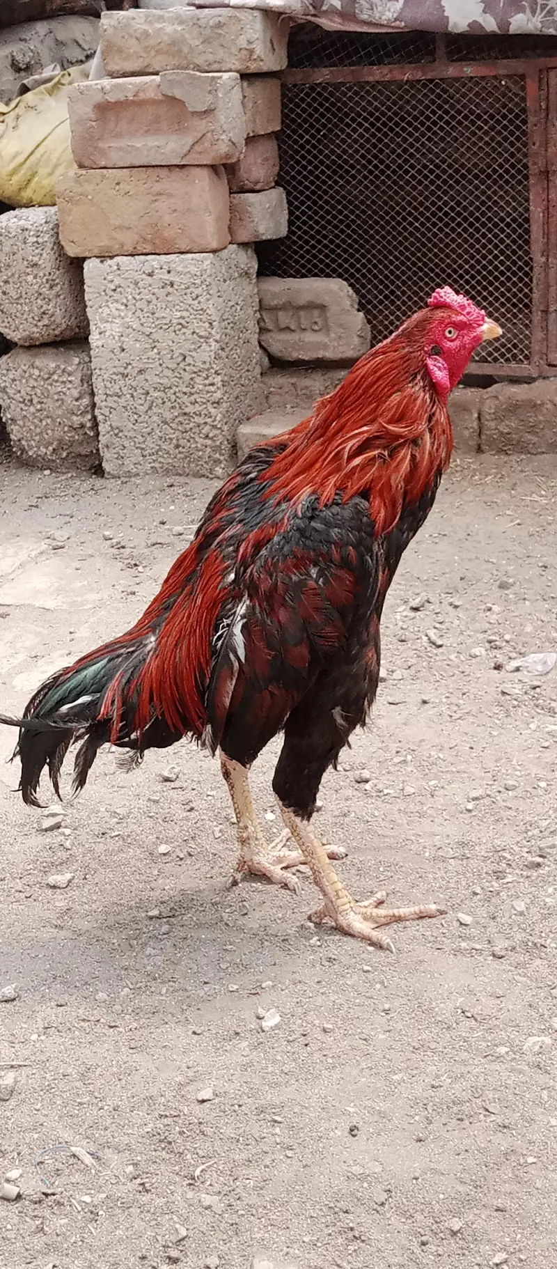 Sindhi breed aseel — photo 2