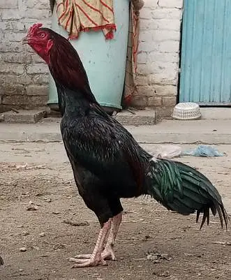 Sindhi breed aseel — photo 3