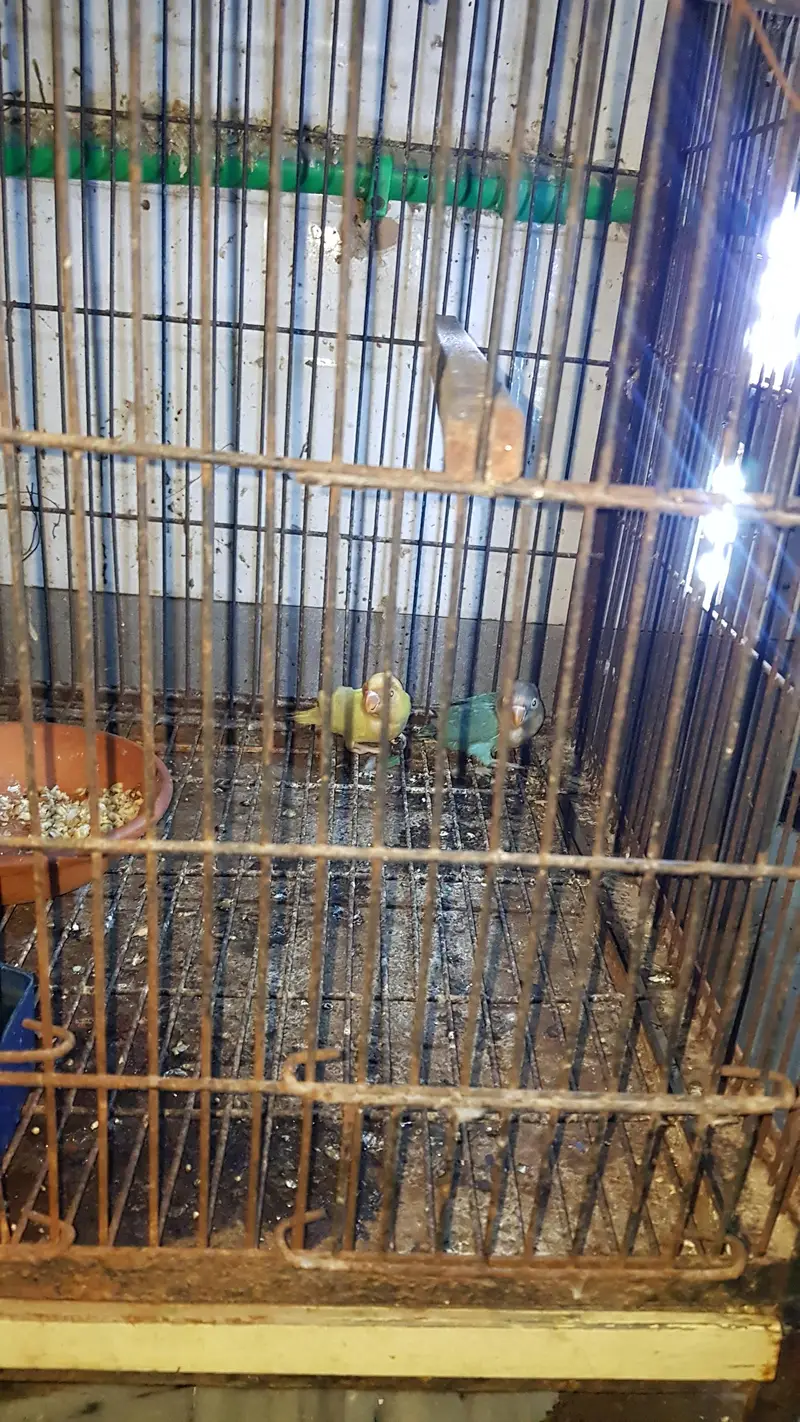 bareer pair or bareedr pcs availble 03447884589 — photo 2