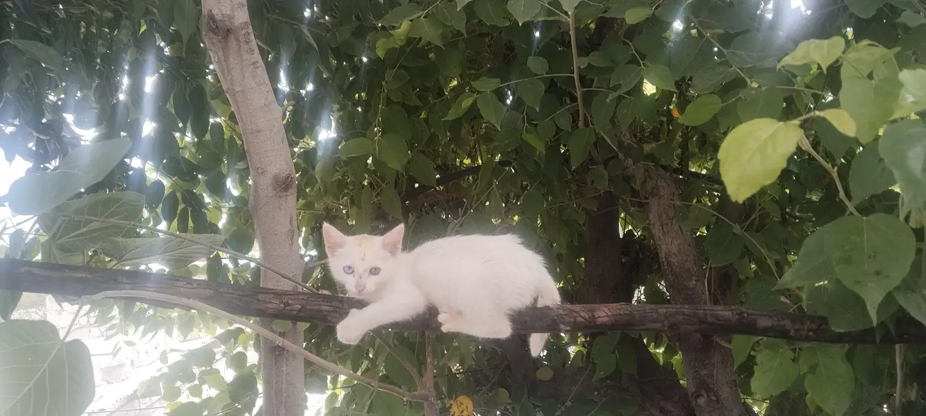 baby cat — photo 2