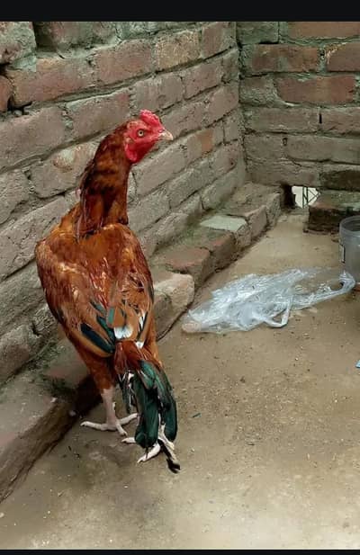 bohat hi achy garnty waley murgay hen humary pas or ghar k paley hen