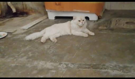 Persian male