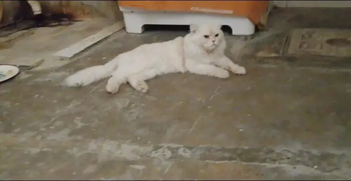 Persian male — photo 2