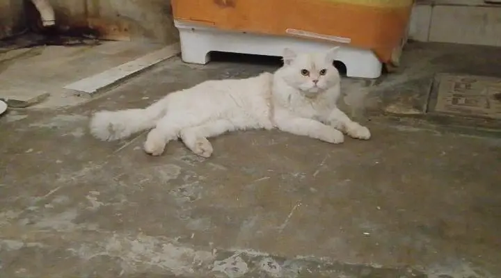 Persian male — photo 3