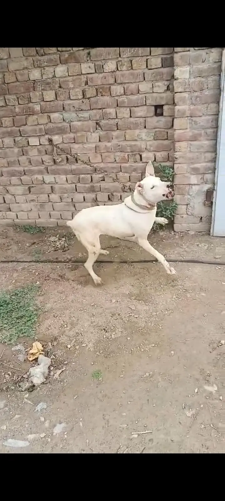lapa gultair female for sale Faisalabad 0301 2740 806 — photo 2