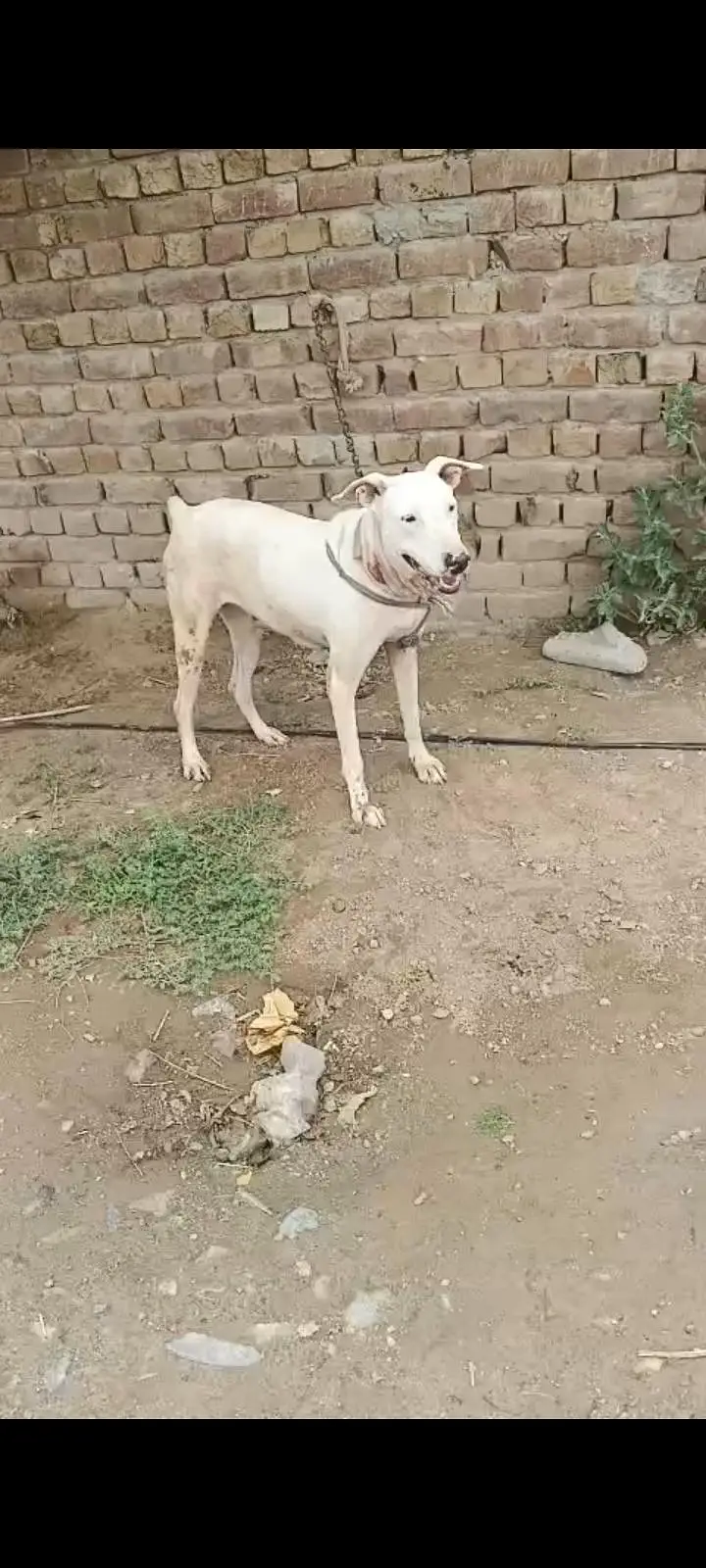 lapa gultair female for sale Faisalabad 0301 2740 806 — photo 3
