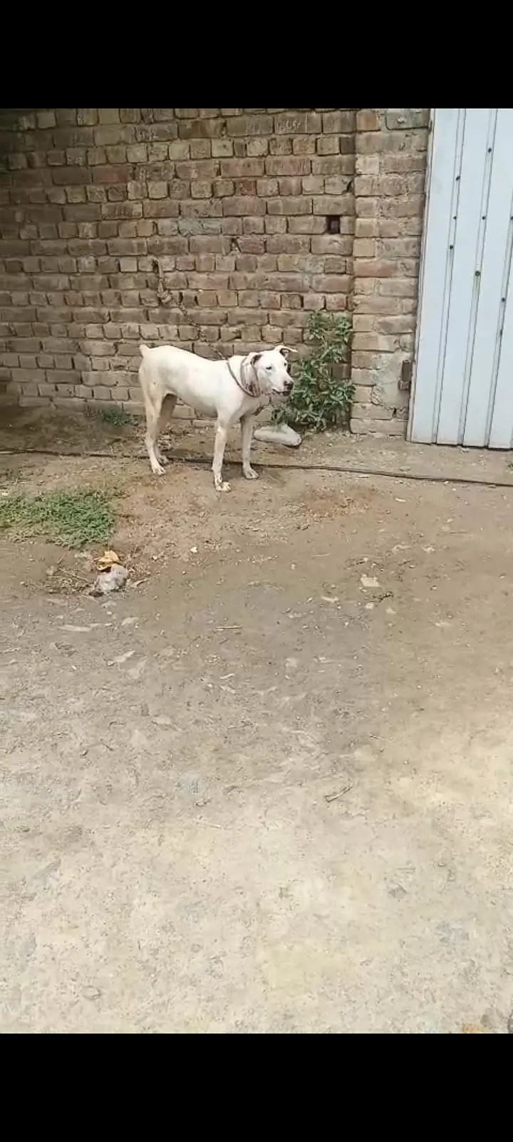 lapa gultair female for sale Faisalabad 0301 2740 806 — photo 4