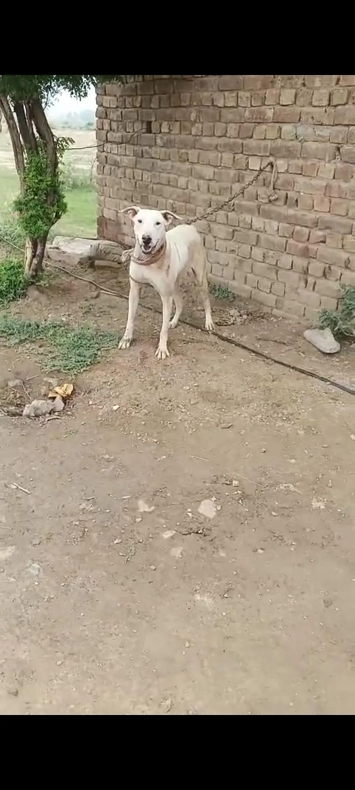 lapa gultair female for sale Faisalabad 0301 2740 806 — photo 5