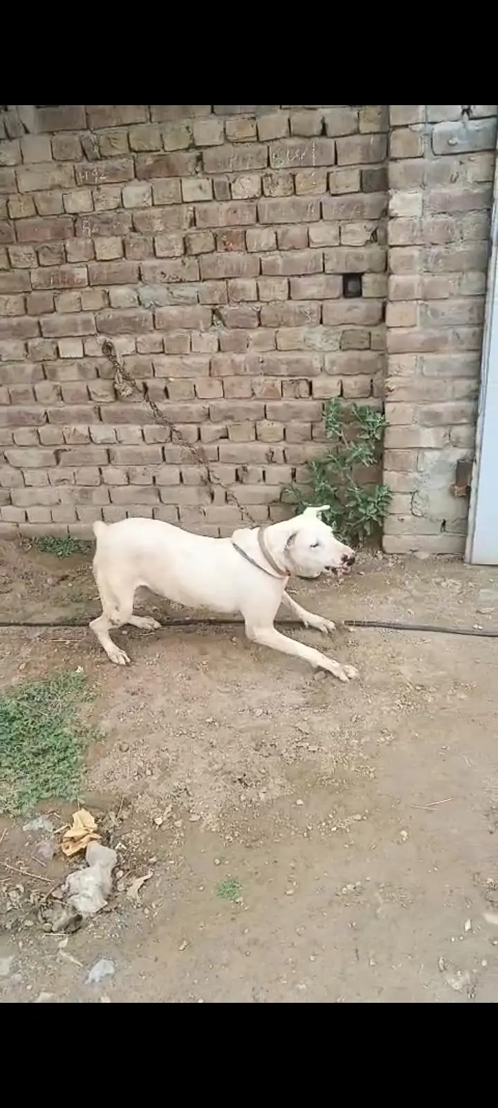 lapa gultair female for sale Faisalabad 0301 2740 806 — photo 6