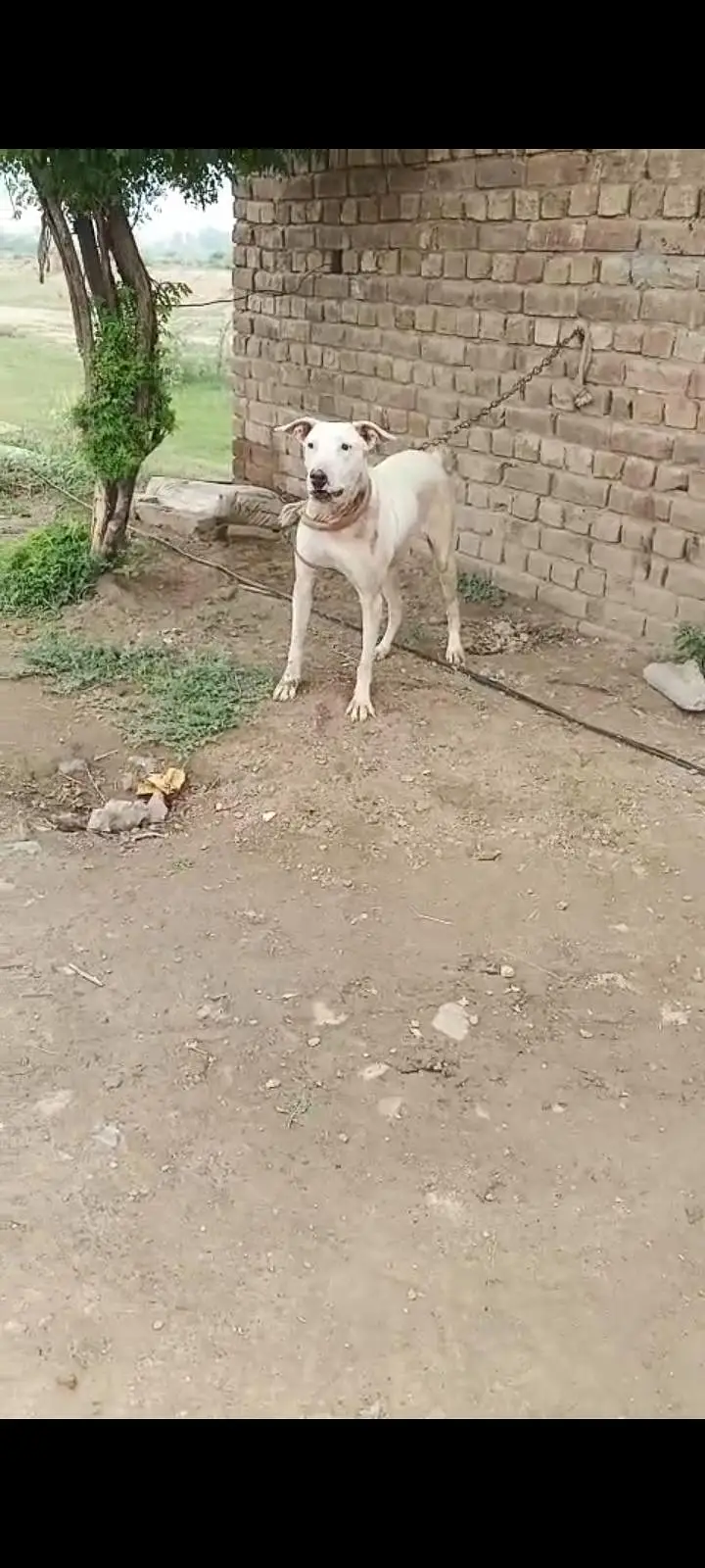 lapa gultair female for sale Faisalabad 0301 2740 806 — photo 7