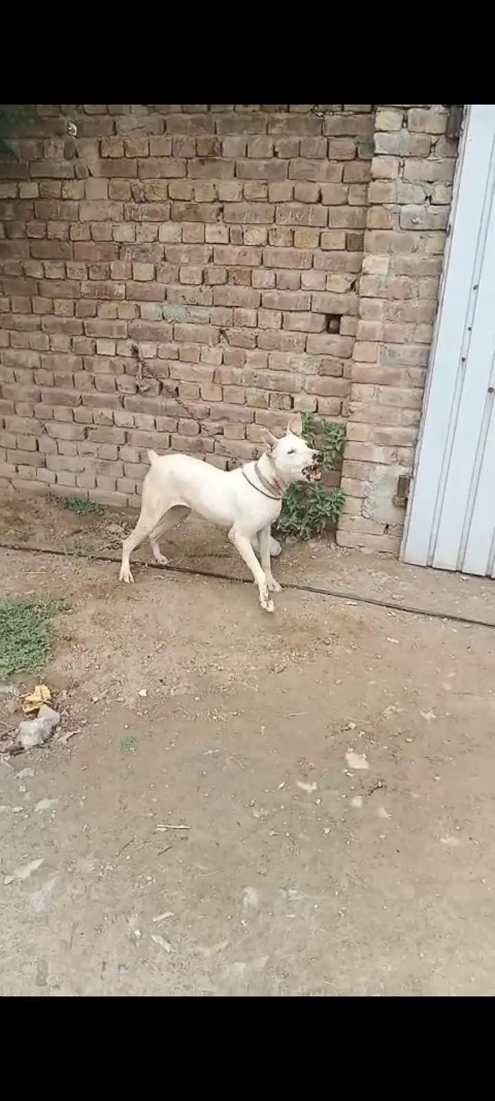 lapa gultair female for sale Faisalabad 0301 2740 806 — photo 8