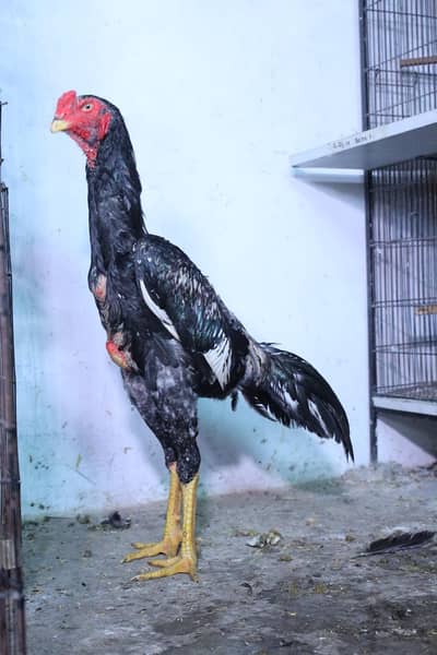 lakha shamo quality male and heera aseel coco shamo