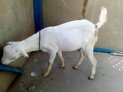urgent sell taddi male Bakra for sale