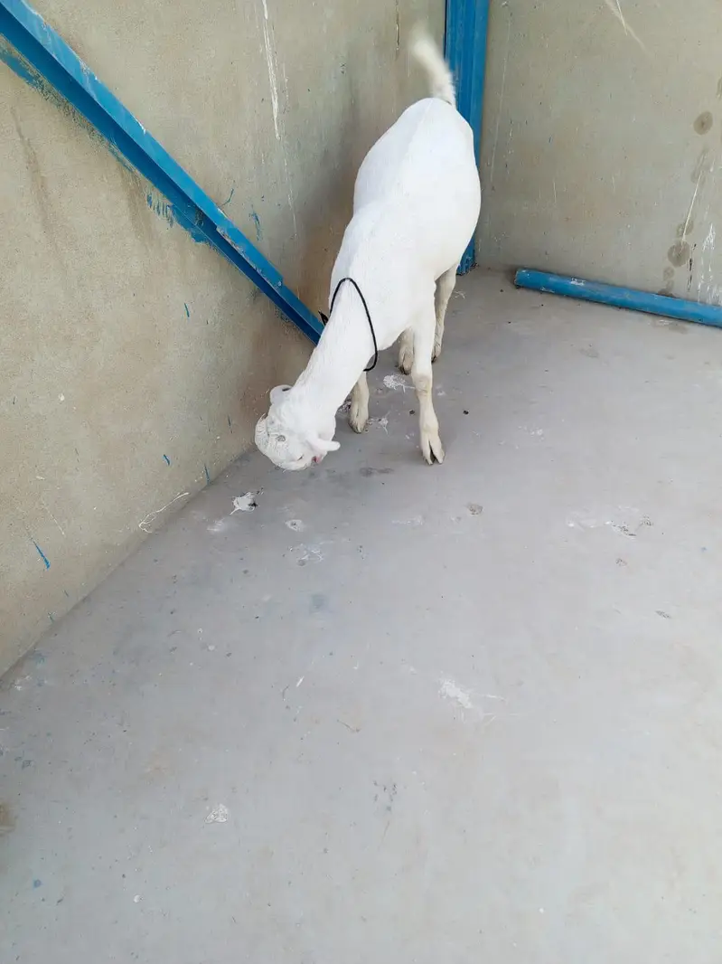 urgent sell taddi male Bakra for sale — photo 2