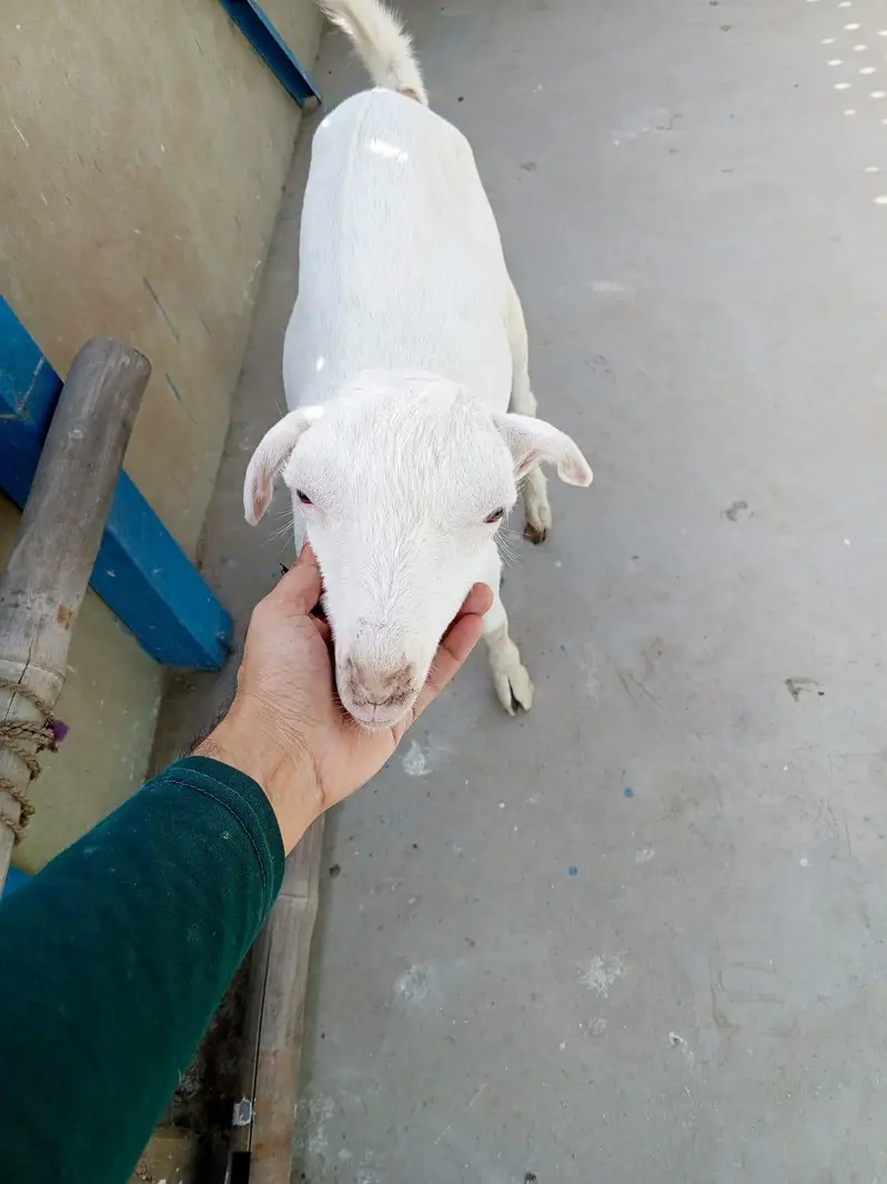 urgent sell taddi male Bakra for sale — photo 3