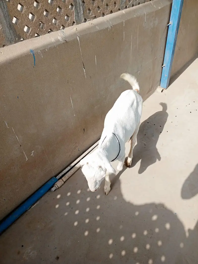 urgent sell taddi male Bakra for sale — photo 7