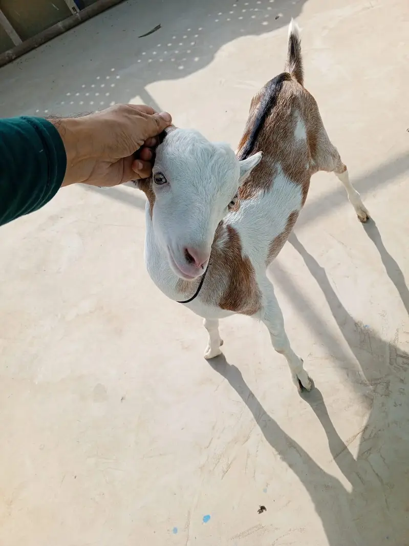 urgent sell taddi male Bakra for sale — photo 8