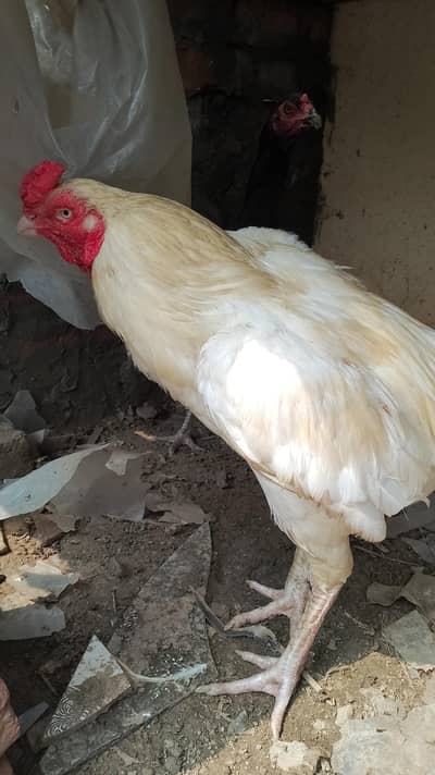 1 murga our 2 murgia for sale