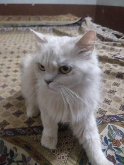 "Cute Persian Cat For Sale – Healthy & Friendly"