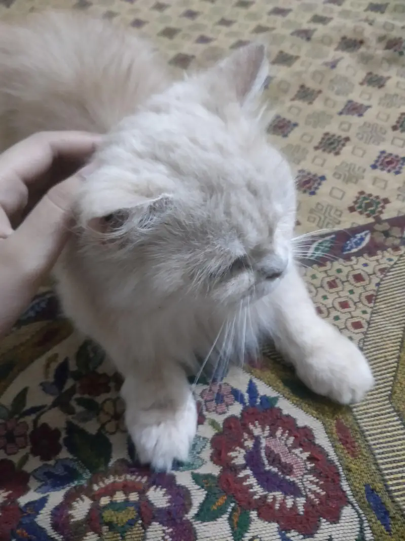"Cute Persian Cat For Sale – Healthy & Friendly" — photo 2