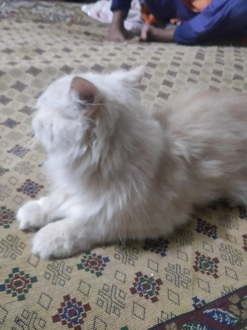 "Cute Persian Cat For Sale – Healthy & Friendly" — photo 3